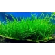 Creeping moss (Vesicularia sp.)